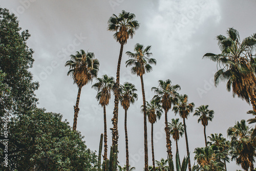 palm trees over cloudy sky (ID: 524446436)