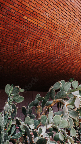 brick wall and cacti (ID: 524446460)