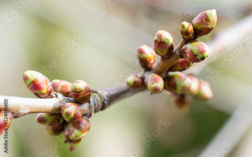 Buds on a twig close-up. Spring buds on the cherry tree. Blurred background.