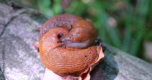 Red slug or Arion rufus in the summer forest. The process of reproduction. Shooting macro. photo