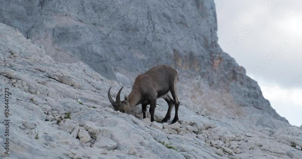 Male alpine ibex (Capra ibex) digs with hoof in rocks in Triglav National park, Julian Alps, Slovenia. Wild animal in search for food. Male alpine ibex (Capra ibex) digs with hoof in rocks in Triglav National park, Julian Alps, Slovenia. Wild animal in search for food.