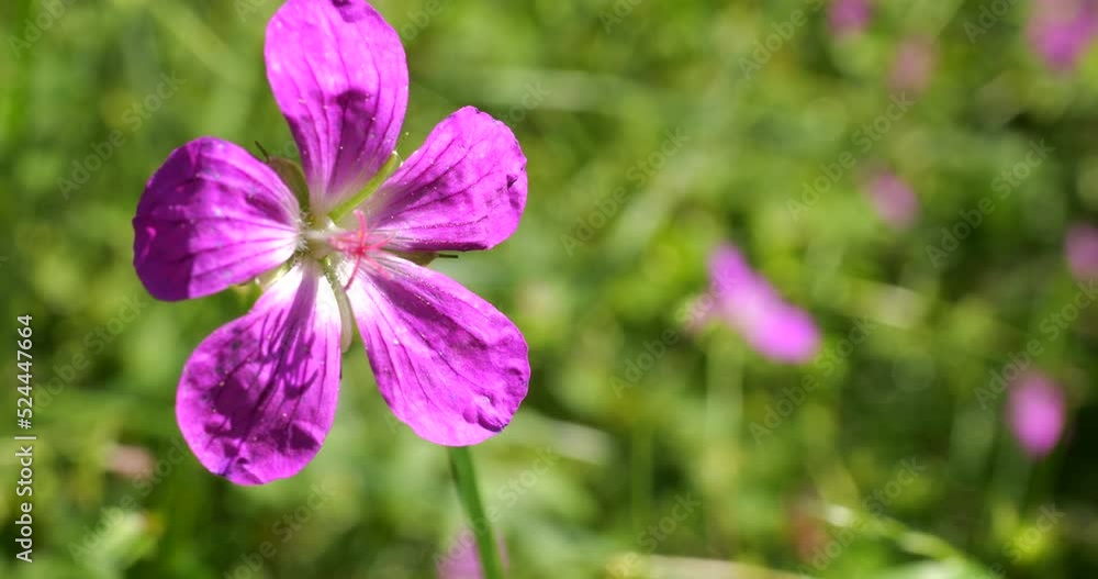 Wild flowers Geranium oreganum. Macro shot in summer. Wild flowers Geranium oreganum. Macro shot in summer.