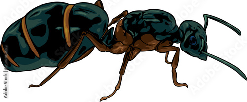 Vector cartoon black queen ant on white background