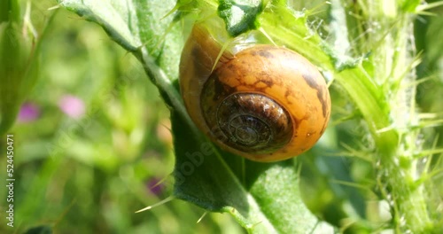 Snail on plant leaves. Shooting in the summer, macro. photo