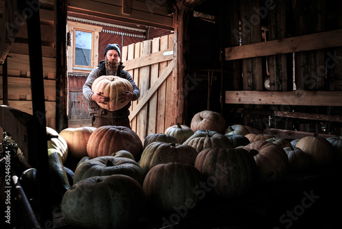 A lot of ripe pumpkins on a wooden cart in a barn, a man holds a pumpkin in his hands, an autumn harvest of orange pumpkins, a background for Halloween. Lots of orange pumpkins. Autumn harvest.