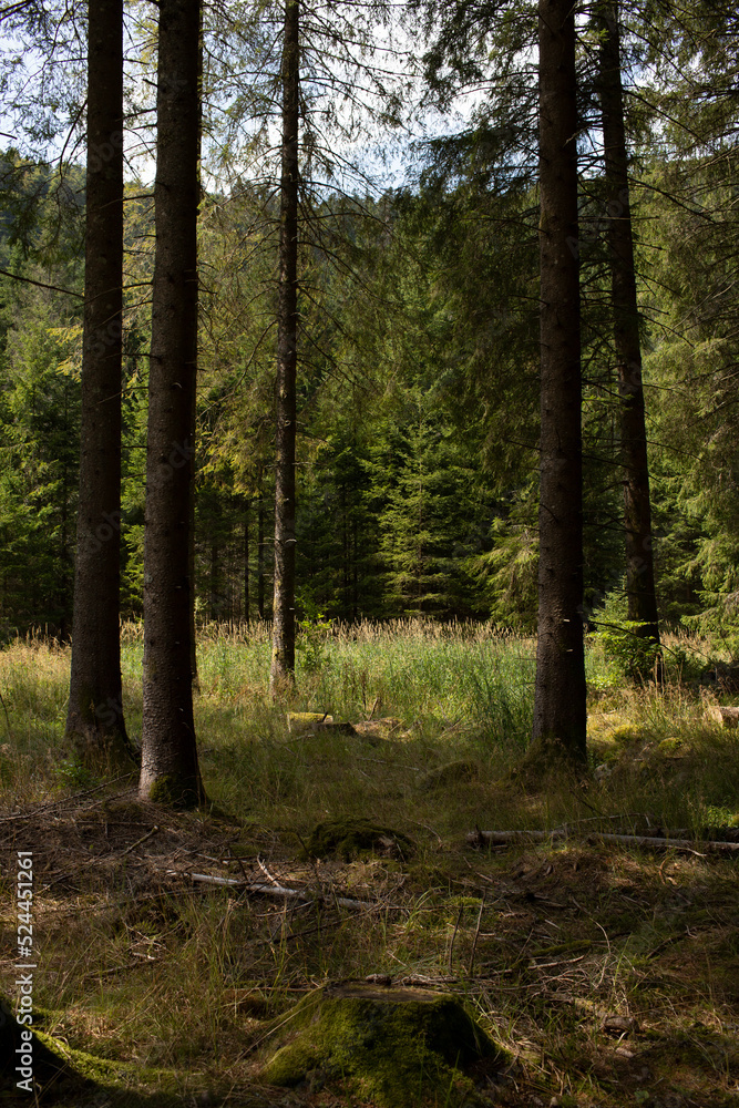 Fototapeta premium Les scolytes dans les épicéas