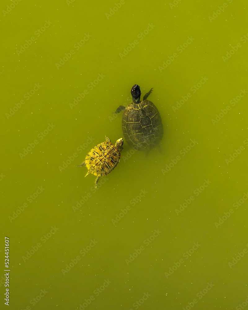 Obraz premium Turtles in a lake