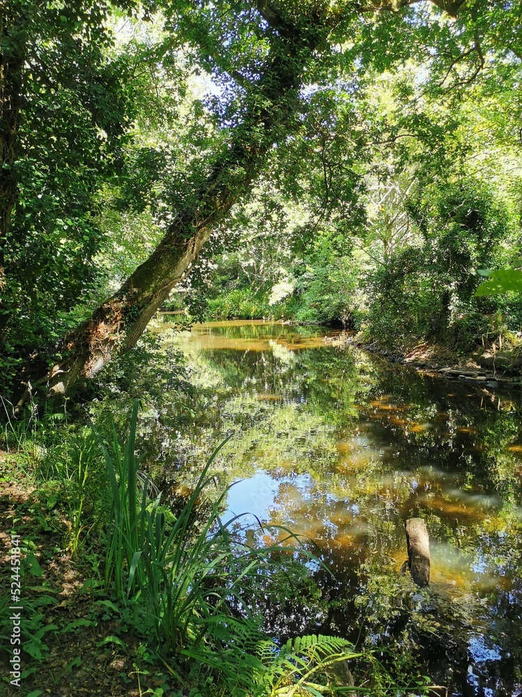 Obraz premium Lush forest with trees and river