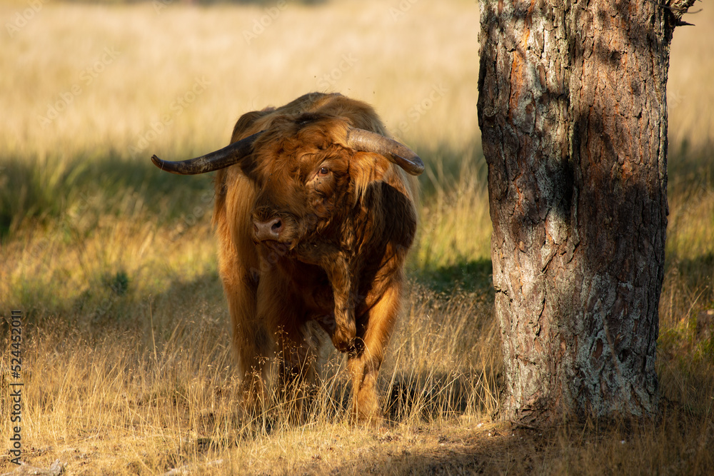 Fototapeta premium Highland cattle 