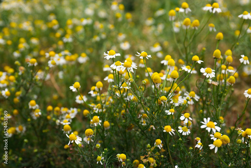 Many beautiful chamomile flowers growing in field, closeup