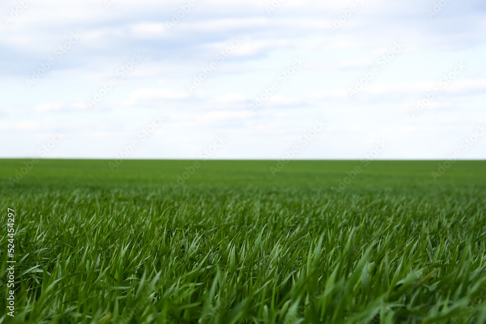 Agricultural field with young wheat seedlings on cloudy day