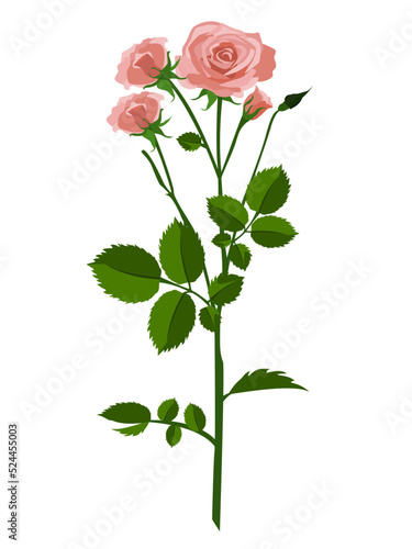 Beautiful rose flower tree plants vector illustration design element