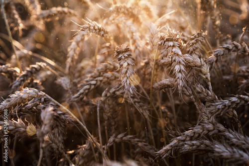 Ripe wheat ears in an agricultural field at harvest time, sunset time