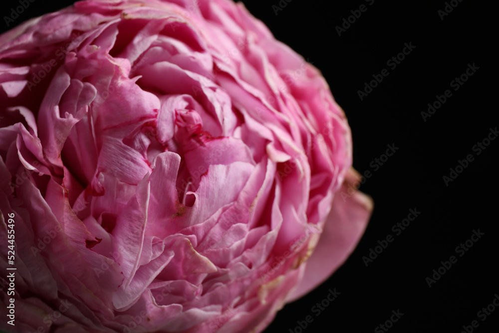 Beautiful fresh peony on dark background, closeup Beautiful fresh peony on dark background, closeup