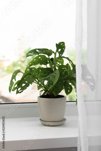 Monstera in pot on windowsill indoors. House plant