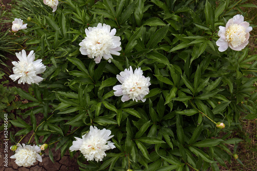 Beautiful blooming white peonies growing in garden, top view