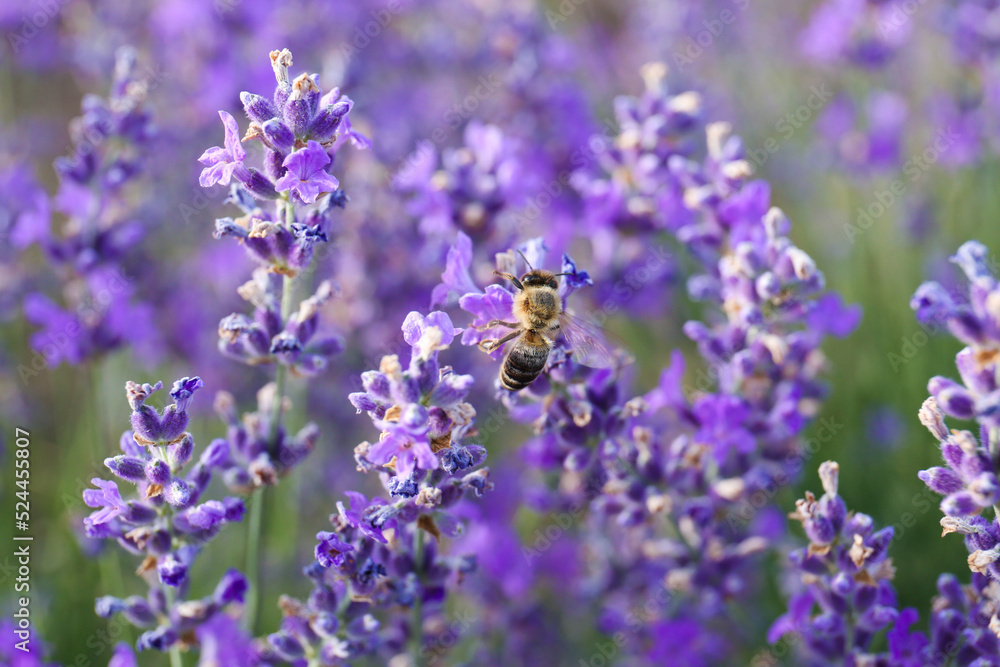 Closeup view of beautiful lavender flowers with bee in field Closeup view of beautiful lavender flowers with bee in field