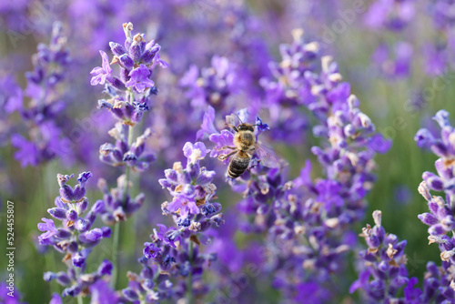 Fototapeta Naklejka Na Ścianę i Meble -  Closeup view of beautiful lavender flowers with bee in field