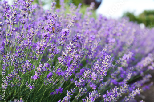 Beautiful blooming lavender plants growing in field  closeup