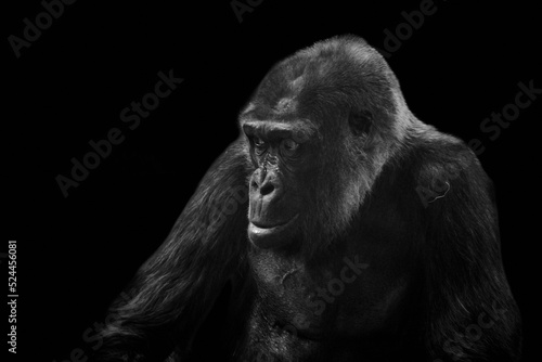 Close-up of adult Western lowland gorilla isolated on black background.