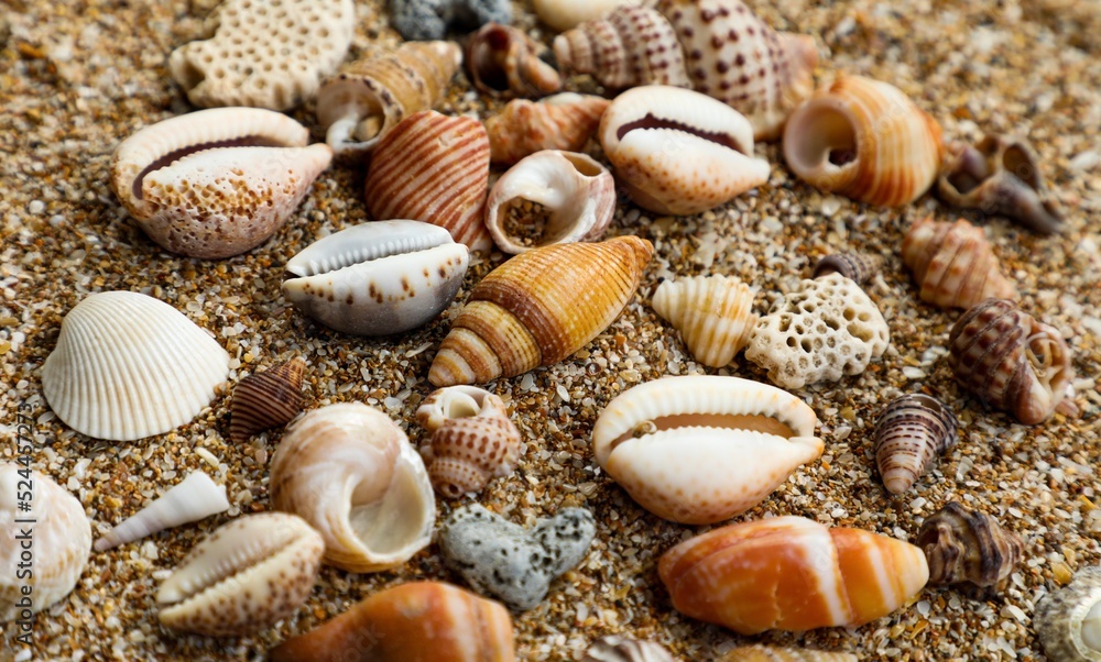seashells on the beach. abstract background. seashell texture. seashell background. Natural background. 