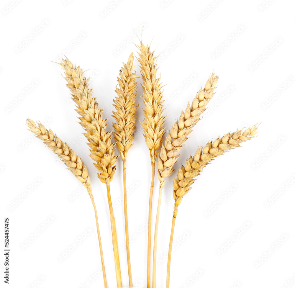 Dried ears of wheat on white background, top view Dried ears of wheat on white background, top view
