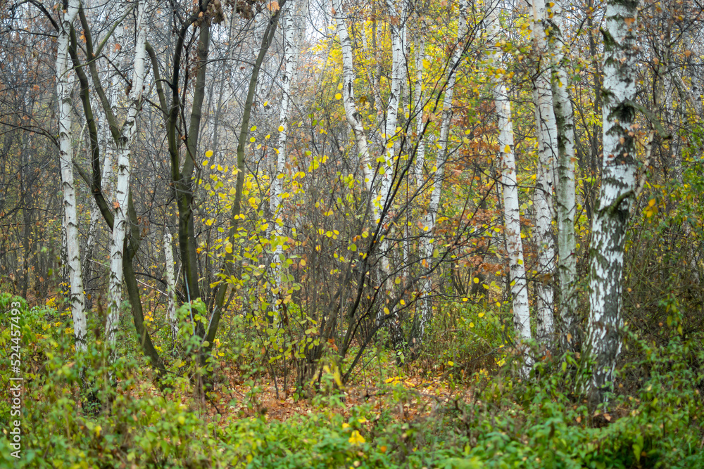 Fototapeta premium Grove with white birches in a dense forest.