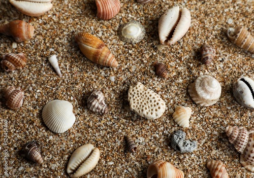 Seashell on the beach. Seashell background. Natural background. Natural design. Beautiful background. Abstract background.