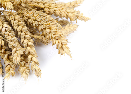 Dried ears of wheat on white background