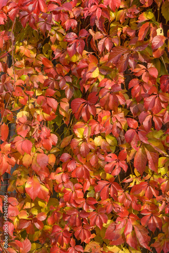 Colorful leaves of Virginia creeper in sunny autumn day.