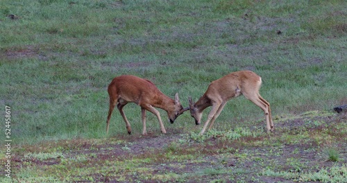 Roe deer fight photo