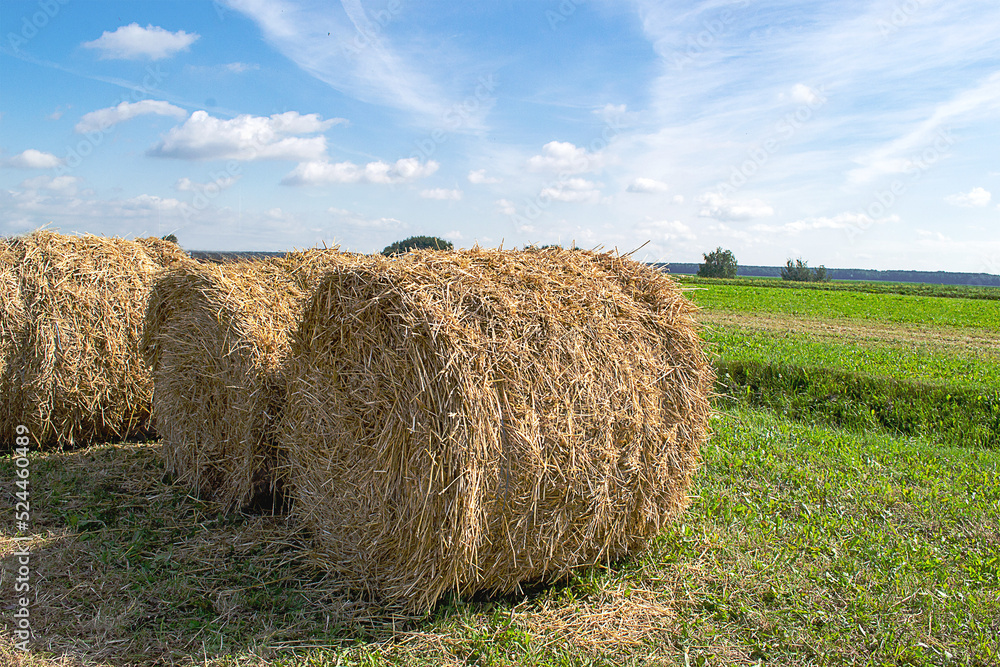 Straw in rolls on a green field