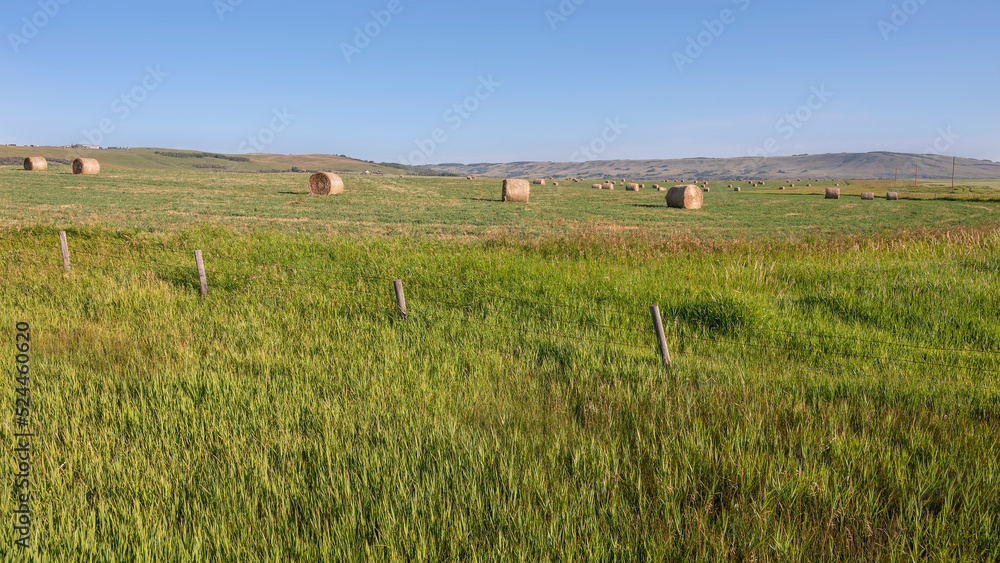 Fototapeta premium Round bales in a hay field near the town of Cochrane, Alberta