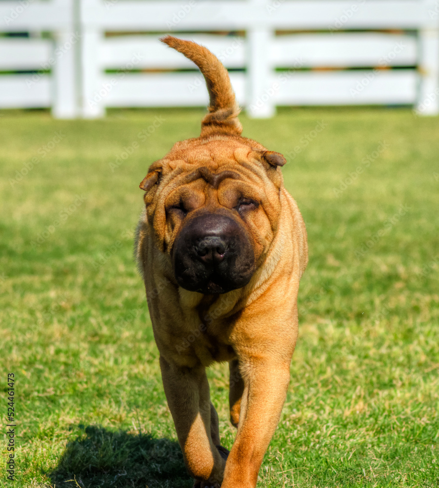 A beautiful, young red fawn Chinese Shar Pei dog walking on the grass, distinctive for its deep wrinkles and considerd to be a very rare breed A beautiful, young red fawn Chinese Shar Pei dog walking on the grass, distinctive for its deep wrinkles and considerd to be a very rare breed