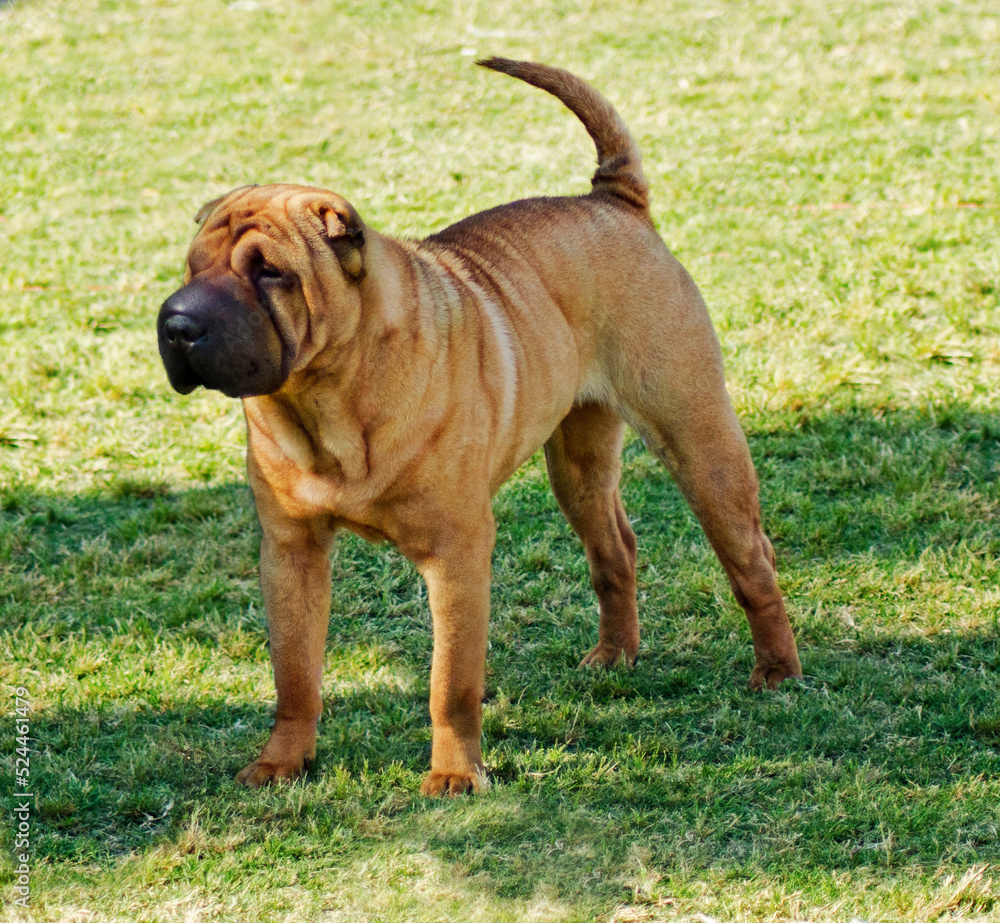 A beautiful, young red fawn Chinese Shar Pei dog standing on the grass, distinctive for its deep wrinkles and considerd to be a very rare breed