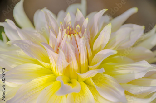 Close-up of a luminescent white and yellow dahlia flower.