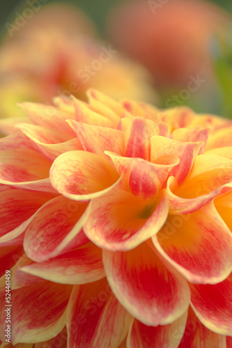 The beautiful petals of a red and yellow dahlia blossom viewed up close.