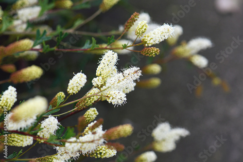 Cream yellow flowers of the Australian native Catkin Grevillea, Grevillea synapheae, family Proteaceae. Endemic to heathland of South West Western Australia photo