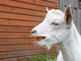Young white goat is chewing an apple. Cute cud-chewing animal on a farm