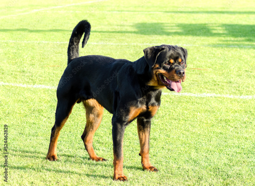 A healthy, robust and proudly looking Rottweiler dog standing on the grass. Rotweillers are well known for being intelligent dogs and very good protectors.
