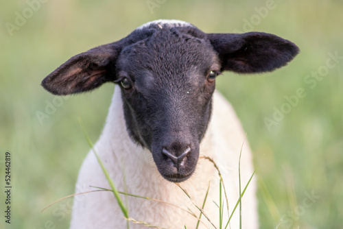 Little lamb with black head and attentive mother sheep caring for the grazing sheep in organic pasture farming with relaxed sheep herd in green grass as agricultural management in idyllic countryside