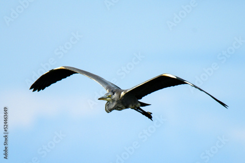 Grey heron flying