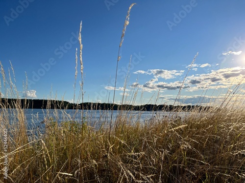 view of the Volga River. dry grass, summer