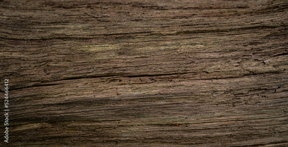 altes Holz am Waldrand altes Holz am Waldrand