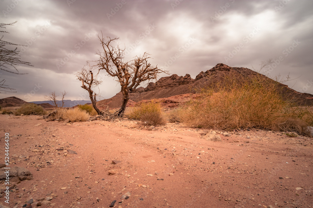 Obraz premium tree in the desert in Timna natural park in Negev, Eilat Israel 