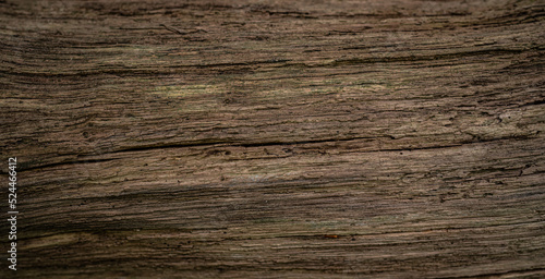 Wallpaper Mural altes Holz am Waldrand Torontodigital.ca