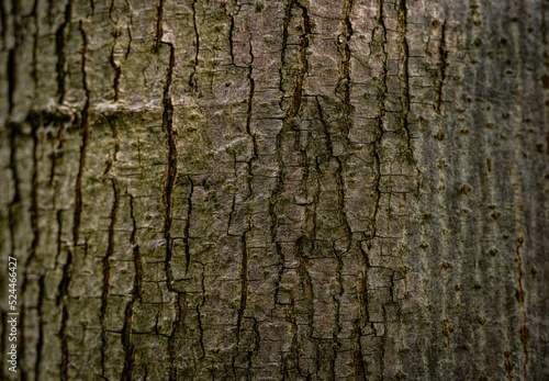 Baumstamm Hintergrund Rinde © creativemariolorek