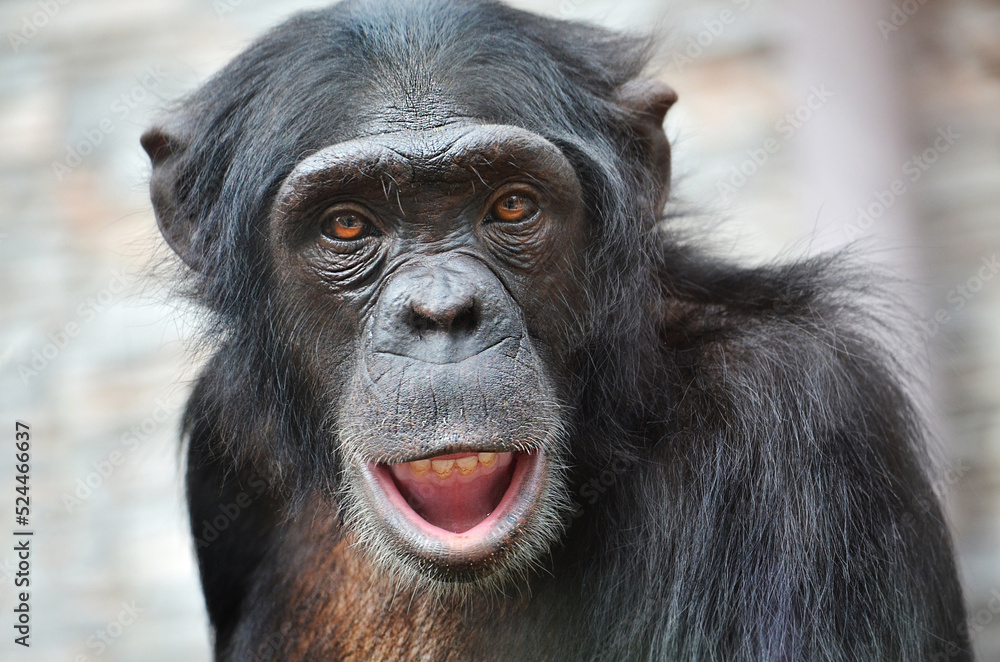Portrait of a chimpanzee
