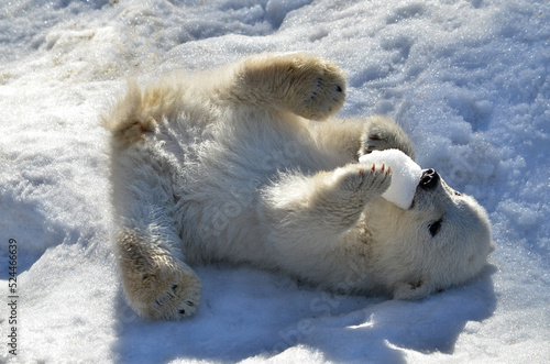 polar bear cub