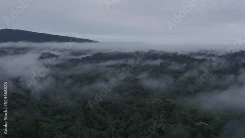 4k Aerial shot for amazon river and the rain forest in brazil rainforest. shot on MAVIC 2 PRO hasselblad rendered prores 422HQ D-log